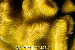 Corals - Favia favus by Vito Lorusso 